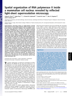 Spatial organization of RNA polymerase II inside a mammalian cell nucleus revealed by reflected light-sheet superresolution microscopy