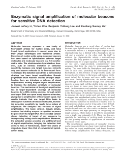 Enzymatic signal amplification of molecular beacons for sensitive DNA detection
