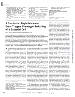 A Stochastic Single-Molecule Event Triggers Phenotype Switching of a Bacterial Cell