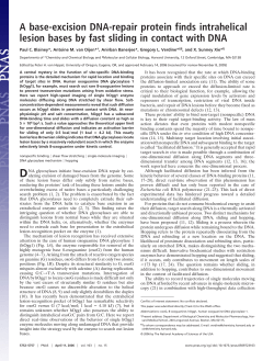A base-excision DNA-repair protein finds intrahelical lesion bases by fast sliding in contact with DNA