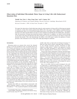 Observation of Individual Microtubule Motor Steps in Living Cells with Endocytosed Quantum Dots