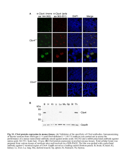 Supplementary Material PDF