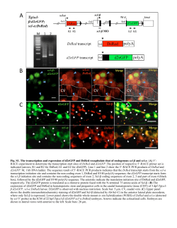 Supplementary Material PDF
