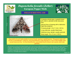 Duponchelia fovealis - European Pepper Moth. Field Screening Aid