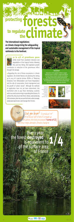 IRD - FTH - En - Panel 19 - Protecting forests to regulate the climate ( PDF , 475 Ko)