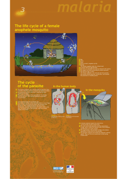 Panel 3 - The life cycle of a female anophele mosquito ( PDF , 916 Ko)