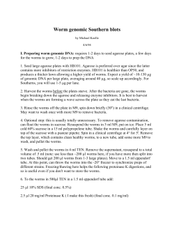Worm Genomic Southern Blots