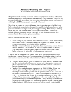 Antibody Staining Worms
