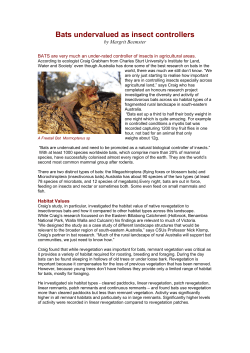 Bats Undervalued As Insect Controllers