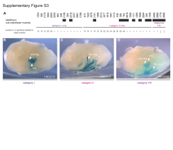 Supplemental Figure S3