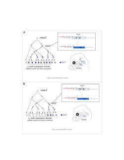Supplemental Figure S1