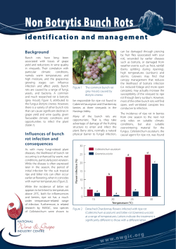 Fact Sheet 7 - Bunchrot