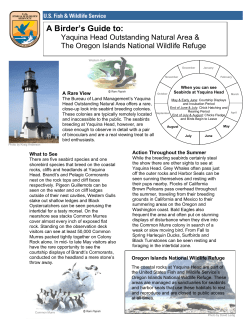 A Birder's Guide to Yaquina Head