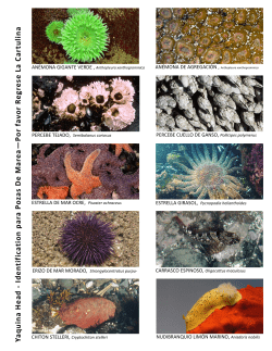 Tide Pool Identification Card (Espa ol)