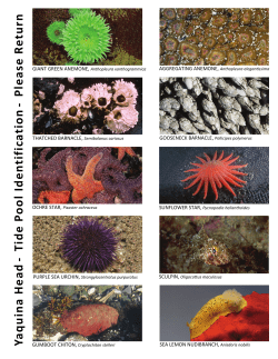 Tide Pool Identification Card