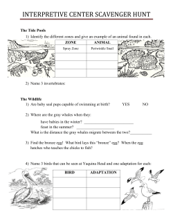 Scavenger Hunt, Grades 3-6