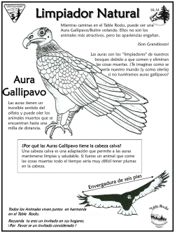 Aura Gallipavo