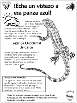 Lagartija Occidental de Cerca