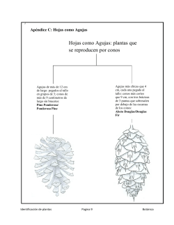 Ap ndice C: Hojas como Agujas
