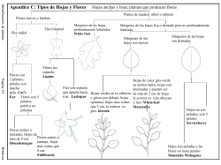 Ap ndice C: Tipos de Hojas y Flores