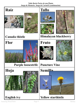 Juego de Memoria de Cartas #2 (contiuacion)