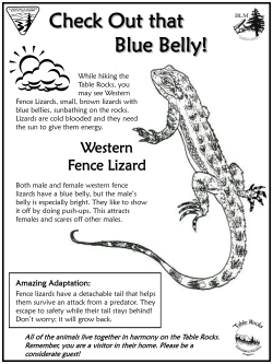 Fence Lizard