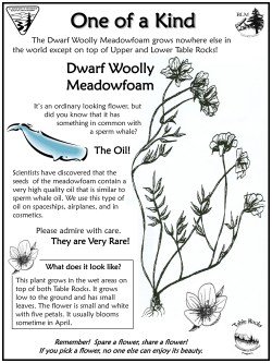 One of a Kind - Dwarf Woolly Meadowfoam