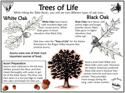 Oaks: Tree of Life