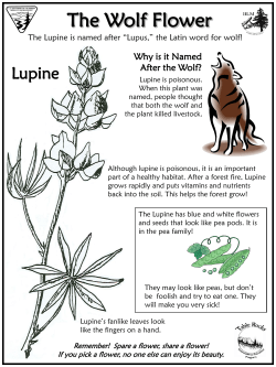 Lupine, The Wolf Flower