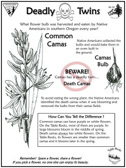 Deadly Twins - Camas