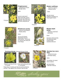 Early June plants page 2