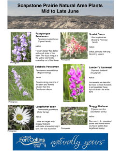 Late June plants