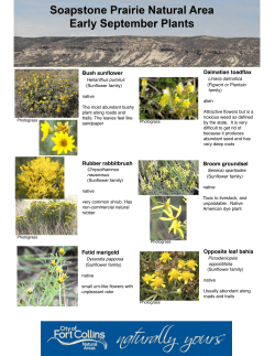 Early September Wildflowers