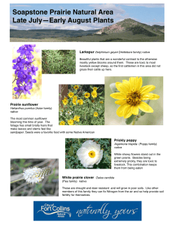Late July Wildflowers