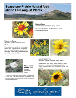 Late August Wildflowers