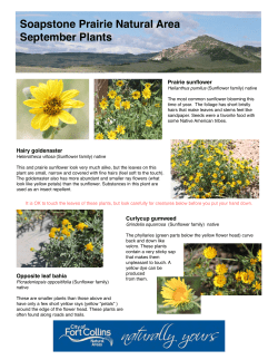 September Wildflowers