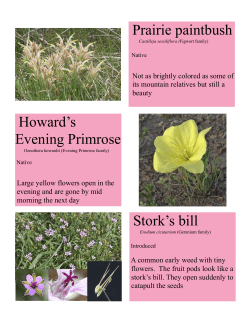 Early June Wildflowers