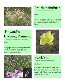 Mid-June Wildflowers