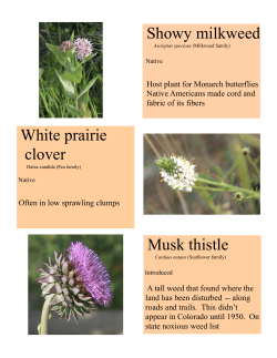 Early July Wildflowers