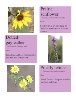 Mid-August Wildflowers