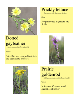 Late August Wildflowers