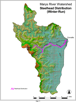 Distribution of stocked runs of winter steelhead