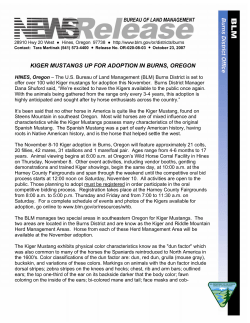 Kiger Mustangs Up For Adoption in Burns, Oregon