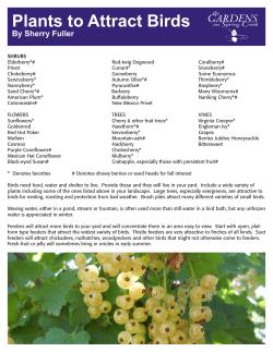 Plants to Attract Birds