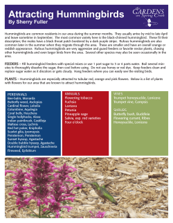 Attracting Hummingbirds