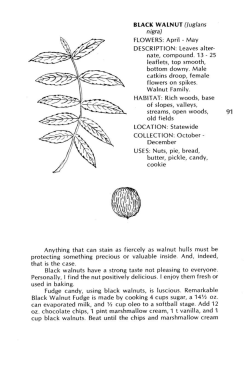 Green-Flowering Edibles, Black Walnut - Dock