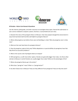 Falcon Research Questions