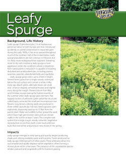 Leafy Spurge Invasive Species Fact Sheet