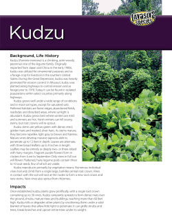 Kudzu Invasive Species Fact Sheet