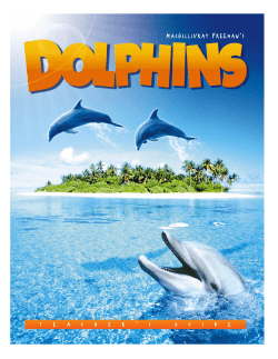 Dolphins